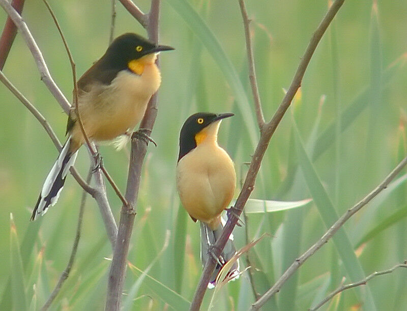 Black-capped Donacobius