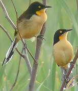 Black-capped Donacobius