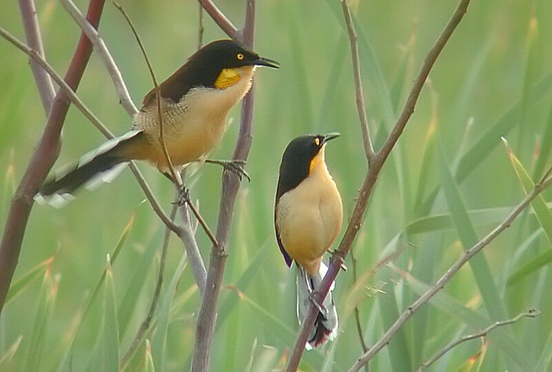 Black-capped Donacobius