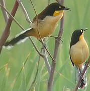 Black-capped Donacobius