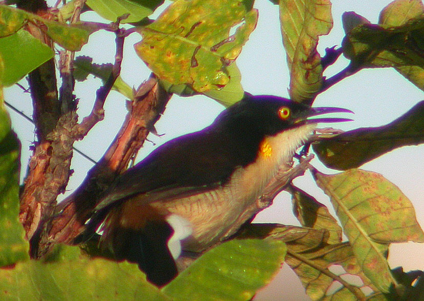 Black-capped Donacobius