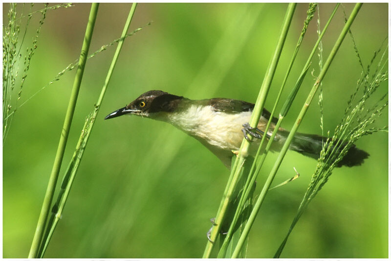 Black-capped Donacobiusimmature