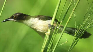 Black-capped Donacobius