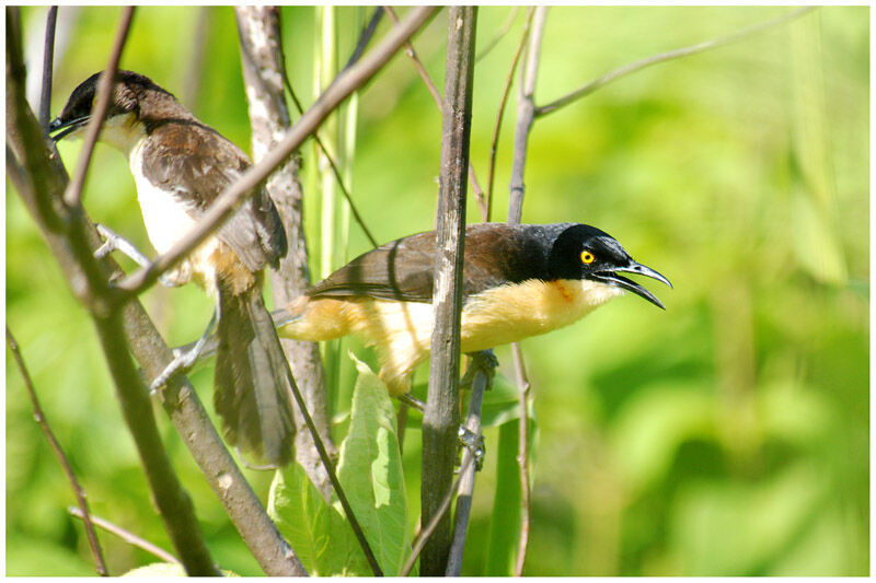 Black-capped Donacobiusadult