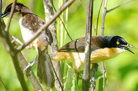 Black-capped Donacobius