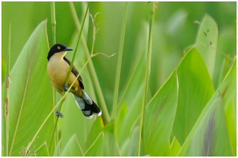 Black-capped Donacobiusadult