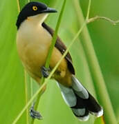 Black-capped Donacobius