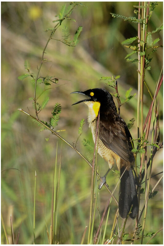 Black-capped Donacobiusadult