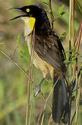 Black-capped Donacobius