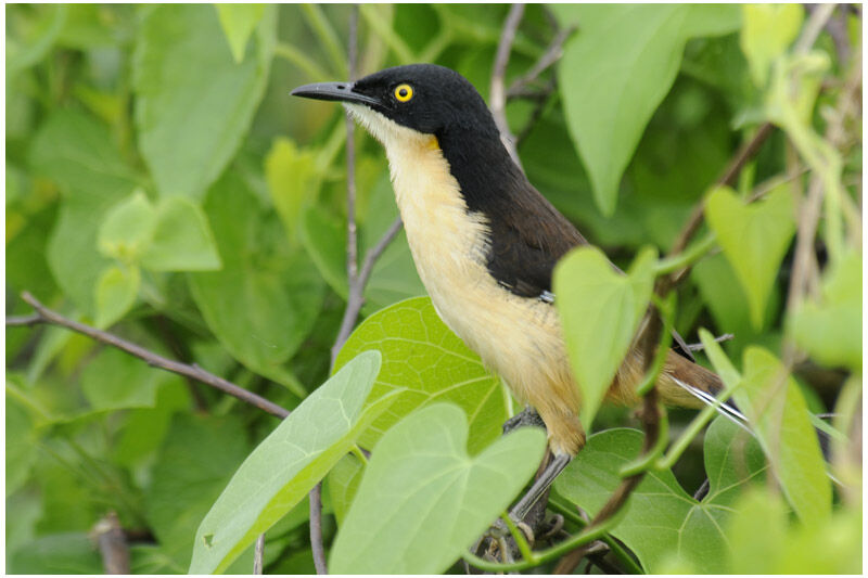 Black-capped Donacobiusadult