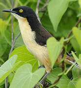 Black-capped Donacobius