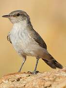 Rock Wren