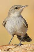 Rock Wren