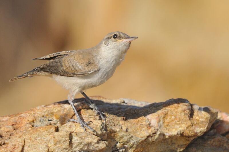 Rock Wren