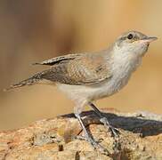 Rock Wren