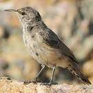 Troglodyte des rochers