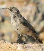 Rock Wren