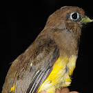 Trogon aurore