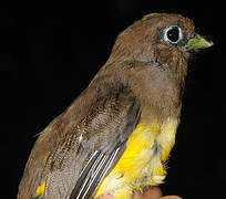 Amazonian Black-throated Trogon