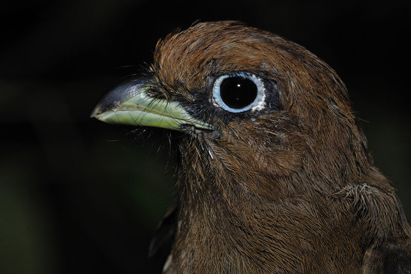 Amazonian Black-throated Trogon female adult