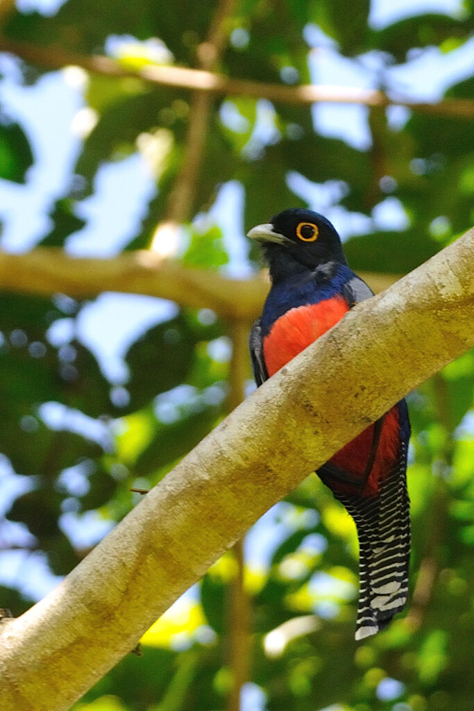 Blue-crowned Trogon male adult, identification