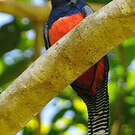 Trogon couroucou