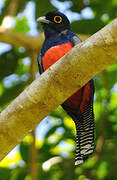 Blue-crowned Trogon