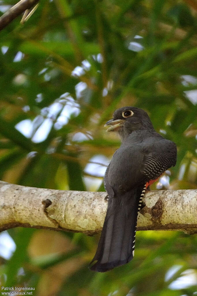 Blue-crowned Trogon female adult, Behaviour