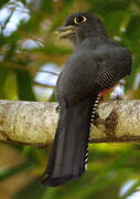 Blue-crowned Trogon