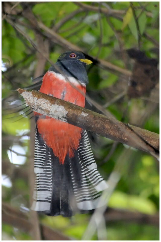 Collared Trogon male adult