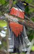 Trogon rosalba