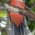 Trogon rosalba
