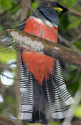 Collared Trogon