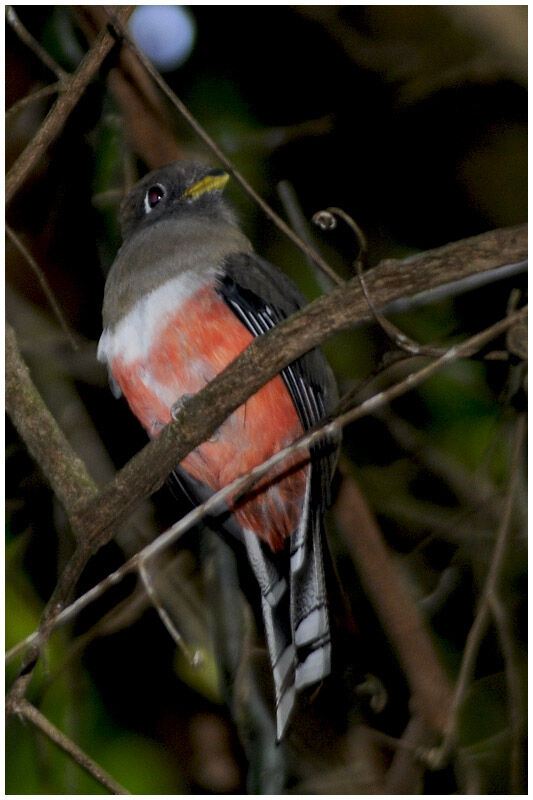 Collared Trogon female adult