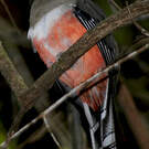 Trogon rosalba