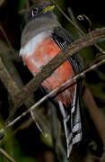 Trogon rosalba