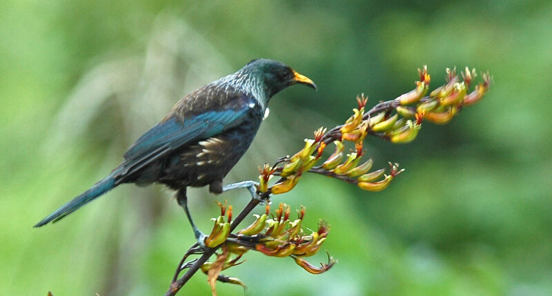 Tui