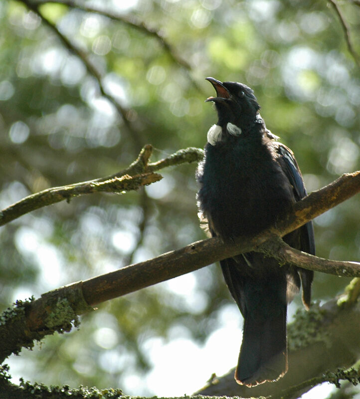 Tui