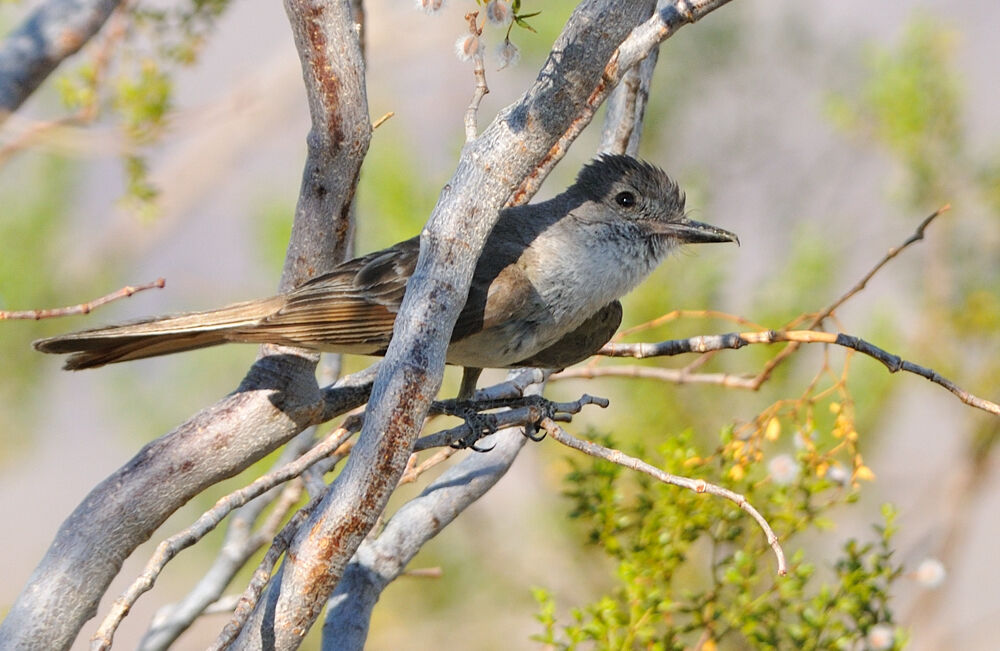 Ash-throated Flycatcheradult