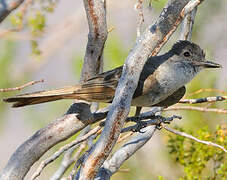 Ash-throated Flycatcher