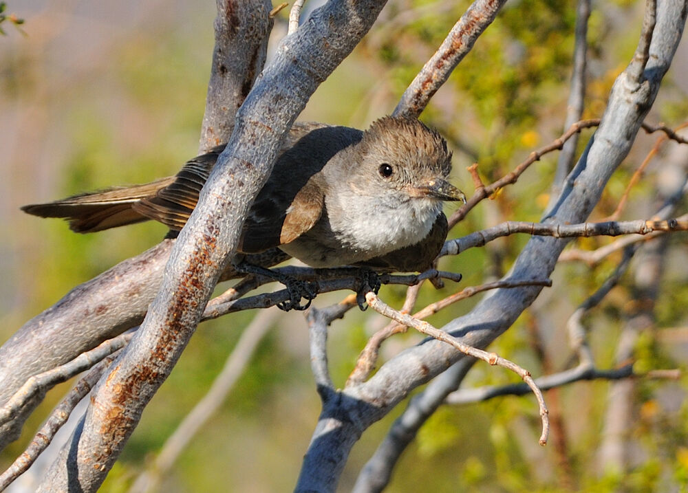 Ash-throated Flycatcheradult