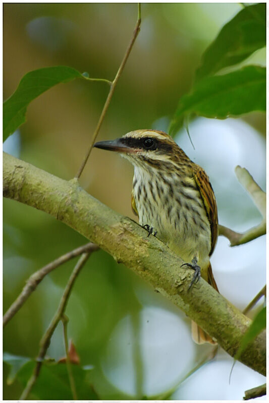 Streaked Flycatcheradult