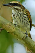 Streaked Flycatcher