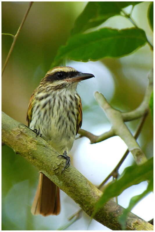 Streaked Flycatcheradult