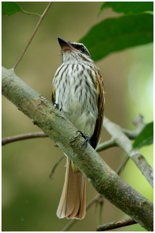 Streaked Flycatcheradult