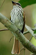 Streaked Flycatcher