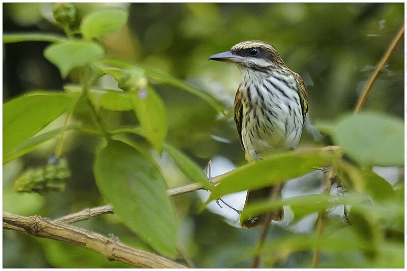 Streaked Flycatcheradult