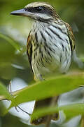 Streaked Flycatcher