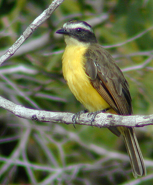 Rusty-margined Flycatcher