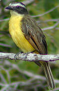 Rusty-margined Flycatcher